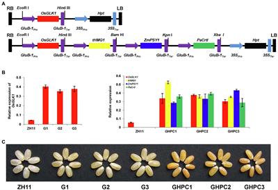 Rice carotenoid biofortification and yield improvement conferred by endosperm-specific overexpression of OsGLK1